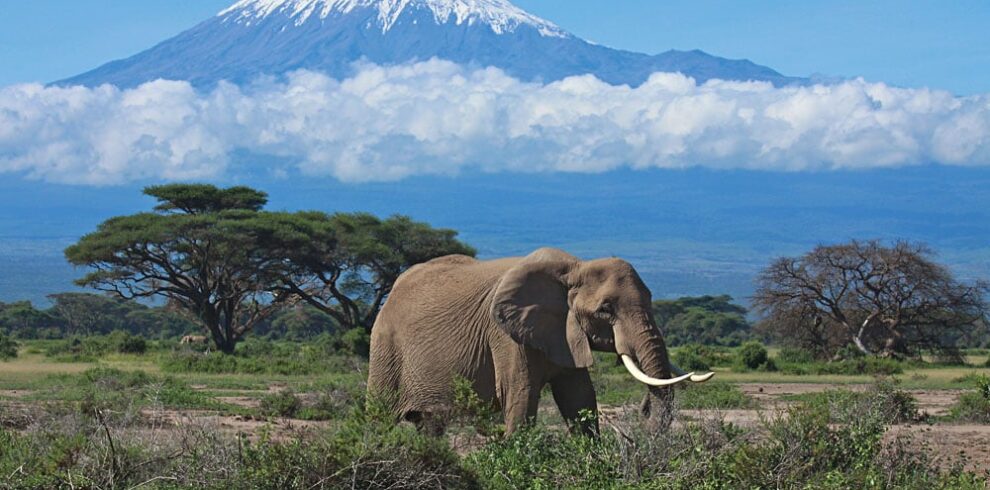 Amboseli-Elephant-with-Views-of-Mt-Kilimanjaro-Kenya